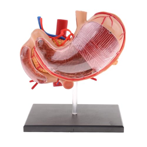 Huhpa 1 Stück 70X vergrößertes menschliches Magenmodell Anatomischer menschlicher Magen & Bauchspeicheldrüsenmodell, Anatomiemodell, Labor, Schule, Unterricht, Lernzubehör von Huhpa