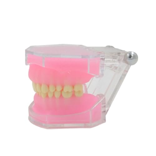 Huhpa 1pc Dental Typodont Zähne Modell Abnehmbare Zähne Modell for Schule Krankenhaus Studie von Huhpa