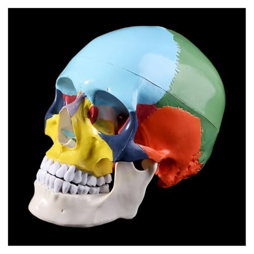 Huhpa 1pc Leben Größe Bunte Menschlichen Schädel Modell Anatomische Anatomie Lehre Skelett Kopf Studium Lehre Liefert von Huhpa