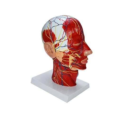 Huhpa 1pc Menschlicher Kopf Anatomisches Modell Mit Muskel Neurovaskuläre EducationTeaching Modell for Wissenschaft Klassenzimmer Studie Display von Huhpa