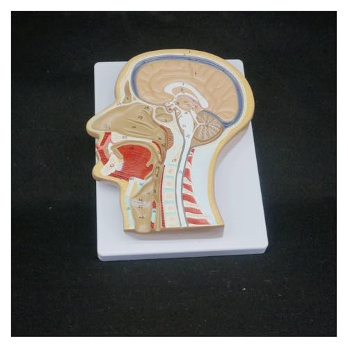 Huhpa 1pc Menschlicher Medianabschnitt des Kopfes Anatomisches Modell Medizinische Skelettanatomie Digitale Identifizierung von Huhpa