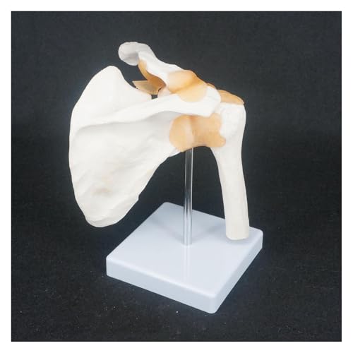 Huhpa 1pc lebensgroße Schultergelenk anatomisches Modell Skelett menschliche medizinische Anatomie for medizinische Studie von Huhpa