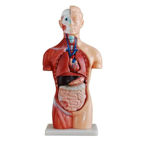 Huhpa 1set Menschlicher Torso Anatomisches Skelett Modell Lehrmittel 42CM von Huhpa