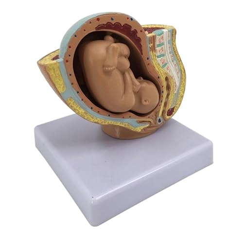 Huhpa 1set Schwangerschaft Anatomische Modelle Anatomisches Schwangeres Menschliches Weibliches Becken Mit Schwangerschaft 9 Monate Baby Fötus Modell Lebensgröße von Huhpa