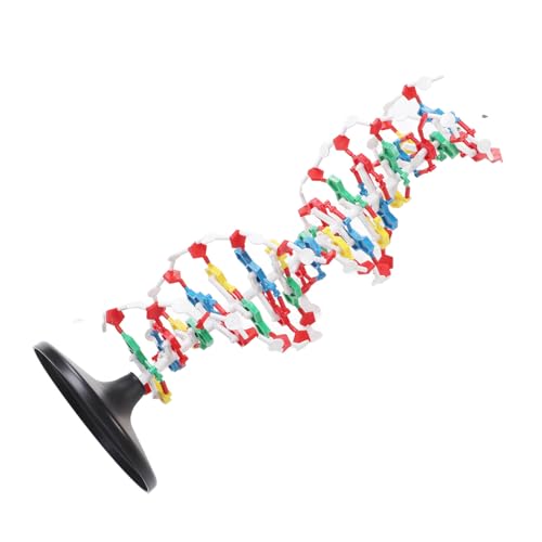 DNA-Modell, DNA-Doppelhelix-Modell, Komponenten, DNA-Strukturmodell, Wissenschaft, Pädagogische Lehrmittel, Kunststoff, Biologische Wissenschaftsbausätze und Spielzeug von Hyuduo