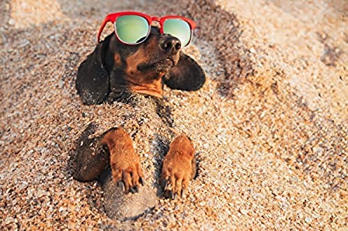 IGHSNZUH 1000 Teile Puzzle Für Erwachsene, Hund Spielt Mit Sand, Gehirn-Herausforderungspuzzle Für Kinder, Lernspiele, Empfohlen Für Erwachsene Und Kinder Zur Interaktion, DIY-Spielgeschenk von IGHSNZUH