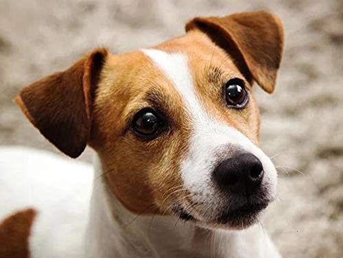 IGHSNZUH 1000 Teile Puzzle Für Erwachsene, Tierserie Jack Russell Terrier Holz-Familienpuzzleset, Gehirn-Challenge-Puzzlespiele Für Kinder, Intellektuelles Eltern-Kind-Bildungspuzzlespielzeug, Dekor von IGHSNZUH