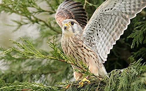 IGHSNZUH 1000-Teiliges Puzzle Für Erwachsene Und Kinder, Turmfalke Auf Dem Baum, Herausfordernde Puzzlespiele Für Erwachsene, Lernspiel Für Kinder, Spielzeug, Geschenk Für Zuhause, Reisen von IGHSNZUH