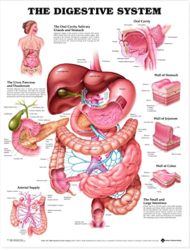 IGHSNZUH Holzpuzzle, 1000 Teile, Detaillierte Verteilungskarte Menschlicher Organe, Innere Organe, Medizinisches Poster, Wandtafel Für Erwachsene Und Kinder, Pädagogisch Anspruchsvolles Puzzlespiel von IGHSNZUH