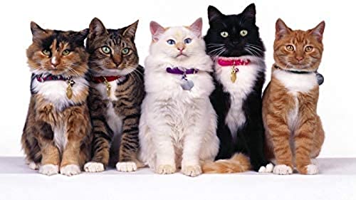 IGHSNZUH Puzzle 1000 Teile Gruppe Süßer Katzen-Puzzles Unmögliches Puzzle Für Erwachsene Und Kinder, Perfekt Für Kinder, Lernspiel, Unterhaltungsgeschenk. von IGHSNZUH