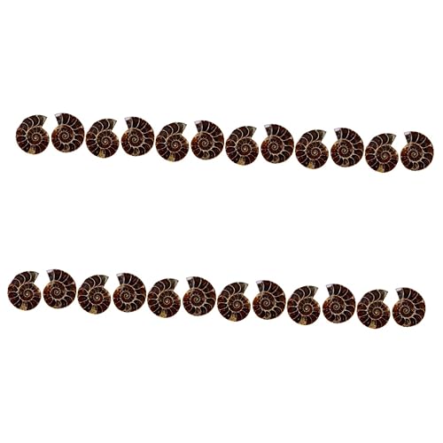 IMIKEYA 12 Sätze Dekoration Naturstein Ausstellungsstück Für Und Bildung Opp Verpackung Paläontologische Ornamente Für Tischdekoration 2 Stück * 12 IMIKEYA 12 Sätze Dekoration Naturstein Ausstellungsstück Für Und Bildung Opp Verpackung Paläontologische Ornamente Für Tischdekoration 2 Stück * 12 von IMIKEYA