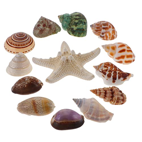 IMIKEYA 13St Muschel Muschel hühner kinderknallzeug Geschenkidee naturdeko raumdeko LED-Licht für Aquarien Muscheln kreative Muscheldekoration Schalenboote für Aquarien Hülse von IMIKEYA