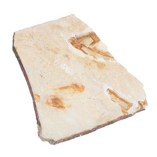 IMIKEYA Paläontologie Fischfossil Resin Lehrmittel und Desktop Ornament Naturgetreues Fossilexemplar für Wissenschaftsunterricht Sichere Deko für Klassenzimmer und Sammlungen ohne Sockel IMIKEYA Paläontologie Fischfossil Resin Lehrmittel und Desktop Ornament Naturgetreues Fossilexemplar für Wissenschaftsunterricht Sichere Deko für Klassenzimmer und Sammlungen ohne Sockel von IMIKEYA