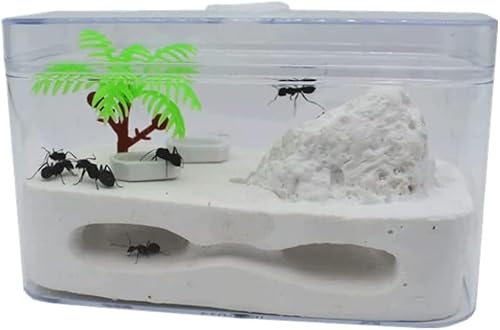 ININOSNP Ameisenburg-Futterstation, Lebensraum, Ameisenfütterung, Ökosystem, Bildung, Lernen, Wissenschaftskit, Ameisenlebensraum von ININOSNP