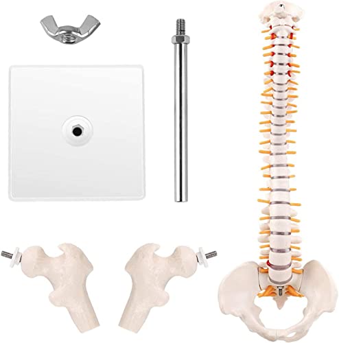 1-teiliges Mini-Wirbelsäulenmodell – 45 cm großes, abnehmbares menschliches Wirbelsäulenmodell, Ständer for den Anatomieunterricht, inklusive Spinalnerven, Lendenwirbelsäule/Becken 1-teiliges Mini-Wirbelsäulenmodell – 45 cm großes, abnehmbares menschliches Wirbelsäulenmodell, Ständer for den Anatomieunterricht, inklusive Spinalnerven, Lendenwirbelsäule/Becken von ITITI