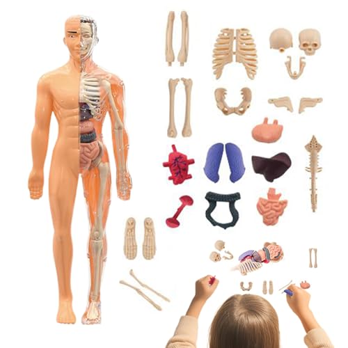 Imtrub Anatomisches Skelettmodell 3D | Anatomie Lernmodell - Lehrreich Lernspielzeug Für Kinder Ab 6 Jahre Schüler Erwachsene Wissenschaft Lehrer Heimschule Kunststudio Imtrub Anatomisches Skelettmodell 3D | Anatomie Lernmodell - Lehrreich Lernspielzeug Für Kinder Ab 6 Jahre Schüler Erwachsene Wissenschaft Lehrer Heimschule Kunststudio von Imtrub