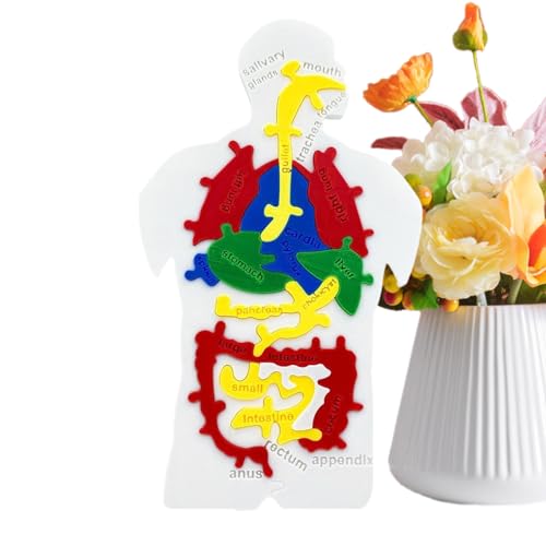 Imtrub Puzzle Vom Menschlichen Körper - Verdauungssystem Puzzle Für Kinder - Lehrreiches Biologie Lernspielzeug Für Mädchen Schüler Lehrer Imtrub Puzzle Vom Menschlichen Körper - Verdauungssystem Puzzle Für Kinder - Lehrreiches Biologie Lernspielzeug Für Mädchen Schüler Lehrer von Imtrub