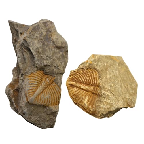 Ipetboom 2 Stücke Probe Trilobitenexemplar Lehrmittel Für Studenten Natürlicher Dekoration Tischornament Material Für Forschung Und Sammlung Ipetboom 2 Stücke Probe Trilobitenexemplar Lehrmittel Für Studenten Natürlicher Dekoration Tischornament Material Für Forschung Und Sammlung von Ipetboom