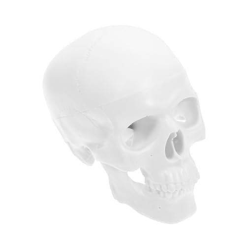 Ipetboom Mini Schädel Modell aus Kunststoff Abnehmbar Realistische Vielseitig für Medizinstudenten Kunst und Halloween Dekoration Kleines Menschliches Skelett Lernmodell Weiß Ipetboom Mini Schädel Modell aus Kunststoff Abnehmbar Realistische Vielseitig für Medizinstudenten Kunst und Halloween Dekoration Kleines Menschliches Skelett Lernmodell Weiß von Ipetboom