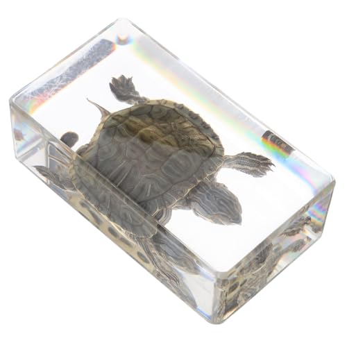 Ipetboom Realistische Schildkrötenfigur aus Harz Robustes Tiermodell mit Feiner Verarbeitung Multifunktionale Deko für Kleine Schildkröten Statue für Zuhause und Aquarium Ipetboom Realistische Schildkrötenfigur aus Harz Robustes Tiermodell mit Feiner Verarbeitung Multifunktionale Deko für Kleine Schildkröten Statue für Zuhause und Aquarium von Ipetboom