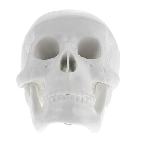 Ipetboom Realistisches Mini Schädelmodell aus robustem PVC detailgetreues menschliches Skelett Kleines handliches Skelettmodell für Medizinstudenten Halloween Deko und Unterrichtszwecke Ipetboom Realistisches Mini Schädelmodell aus robustem PVC detailgetreues menschliches Skelett Kleines handliches Skelettmodell für Medizinstudenten Halloween Deko und Unterrichtszwecke von Ipetboom