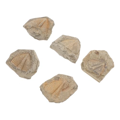 5St Trilobiten- Tiere Trilobiten-Modell paläontologisch Exemplare Dinosaurier Naturbelassene Fossilien Dekorative Fossilien-Adornments Trilobit-Probe Gliederfüßer Lehrmittel JECOMPRIS von JECOMPRIS