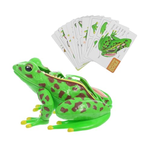 Frosch-modell Frosch-statue 3d-tierspielzeug Froschskelettmodell Anatomiepuzzle Für Froschskulptur Frosch-anatomie-puzzle Anatomie-demonstrationsmodell Plastik Green JECOMPRIS von JECOMPRIS