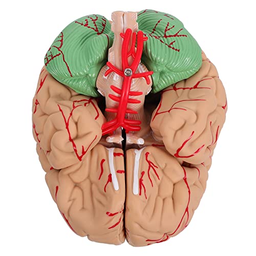 JECOMPRIS 1 Stk. Gehirnmodell Menschliche Anatomie Die Körper Für Herz Neurowissenschaften Anatomisch Miniatur Organe Mann-gehirn-modell Pvc Rosa von JECOMPRIS