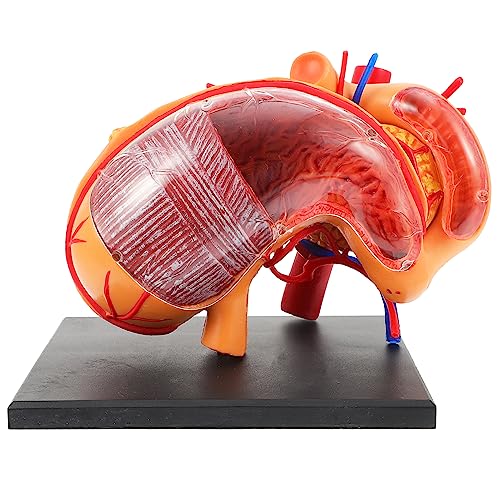 JECOMPRIS 1 Stück Anatomisches Modell Des Magens Für Die Schule Medizinisches Anatomie Demonstrationsmodell Mit Detaillierter Darstellung Des Menschlichen Verdauungssystems Ideal Für von JECOMPRIS