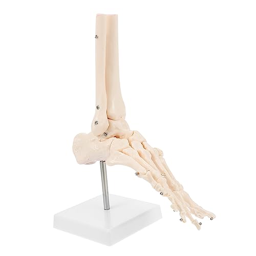 JECOMPRIS 1 Stück Fuß Anatomie Mini Skelett menschlich Modell Anatomie molekular Fußgelenkmodell Fußknochenmodell Anatomisches PVC-Modell Sprunggelenk modell anatomisches Modell von JECOMPRIS