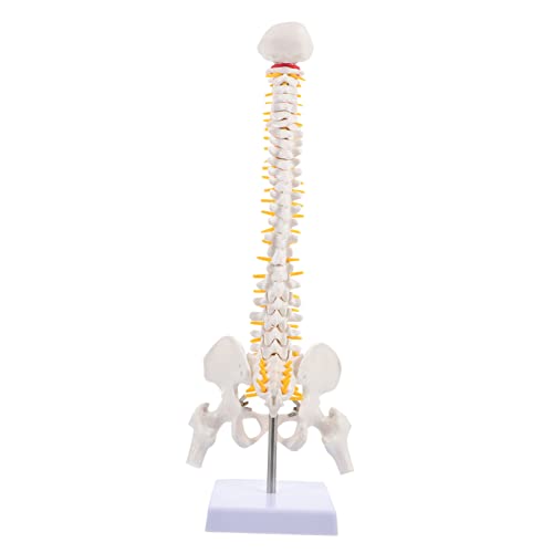 JECOMPRIS 1 Stück Modell Der Menschlichen Wirbelsäule Modell Des Menschlichen Körpers Für Molekular Steißbein-modell Skelett Wirbelsäulenmodell Organ Wirbelsäulenlehrmodell Pvc von JECOMPRIS