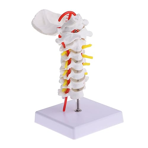 JECOMPRIS 2 Stk Halswirbelsäule Mit Halsschlagader Wissenschaftliches Skelett Anatomisches Modell Anatomie Des Zervikalen Modells Halswirbelsäulenmodell Menschliches Skelettmodell Puppe Pvc von JECOMPRIS