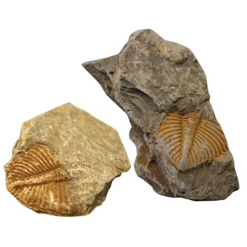 JECOMPRIS 2St Trilobiten- Paläontologisches Modell Trilobiten-Exemplar - Trilobiten-Modell Trilobiten-Schwanzfelsen fossilien paläontologie decor Tischschmuck Trilobit-Probe von JECOMPRIS