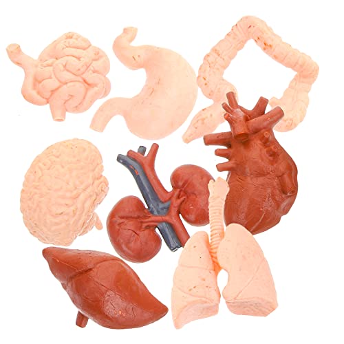 JECOMPRIS 8St menschliches Organmodell Lehrmittel realistisches Orgelmodell Magen-Darm-Modell Unterrichtsmodell Orgelmodell Puppe werkzeug Lungenmodell künstliche Orgelrequisiten PVC von JECOMPRIS