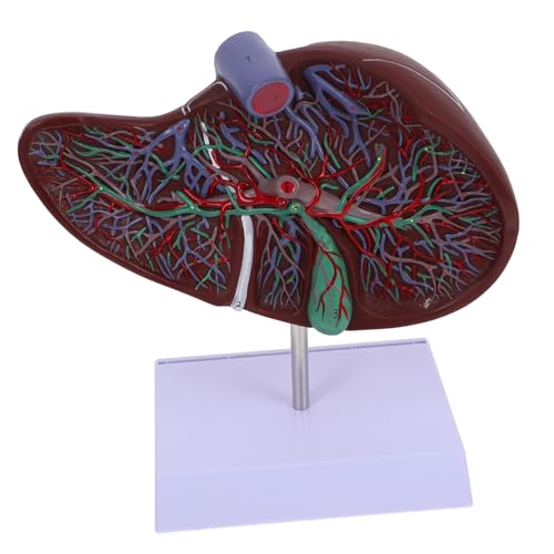 JECOMPRIS Anatomisches Lebermodell Krankenhauslebermodell Menschlicher Körper Lebermodell Lehrinstrument Lehrmodell Medizinisches Anatomisches Lebermodell Lebermodell von JECOMPRIS