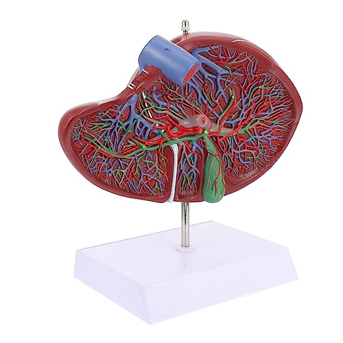 JECOMPRIS Anatomisches Modell der Leber Lehrmittel im Krankenhaus Wissenschaftsmodell Unterrichtsmodell Lebermodell Gallenblasenmodell Leber Lehrmodell Schulanzeige menschliche Leber Plastik von JECOMPRIS