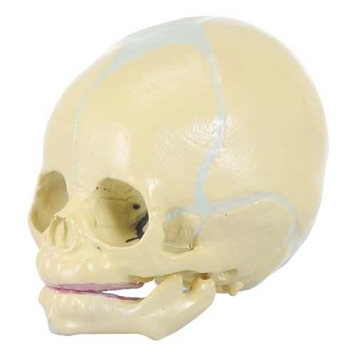 JECOMPRIS Kinderschädelmodell Realistisches Anatomisches Modell Für Medizinische Ausbildung Und Kindliche Anatomieforschung Human Child Skull Model Für Bildungszwecke von JECOMPRIS