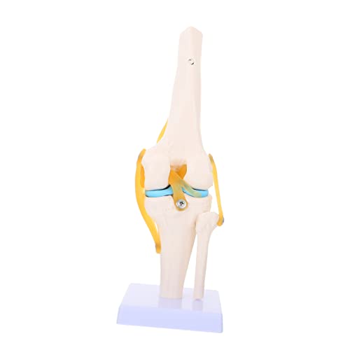 JECOMPRIS Kniemodell Skelettmodell Knie 3D-Modell Anatomie knie modell Modelle Kniegelenk Lehrmodell Kniegelenk Bewegungsmodell Kniegelenk für den Unterricht menschliches Kniegelenk PVC von JECOMPRIS