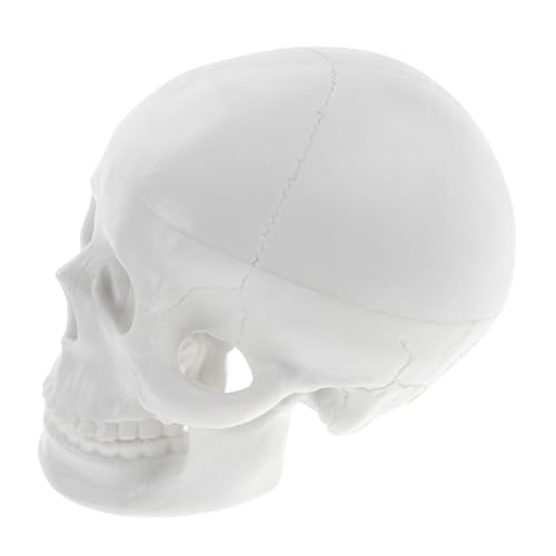 JECOMPRIS Schädelmodell Kopfmodell Anatomisches Modell Lernmodell Schädel künstliche Schädelverzierung Schädelknochenmodell Halloween-Schädel-Dekor Modell der Schädelanatomie PVC Weiß von JECOMPRIS