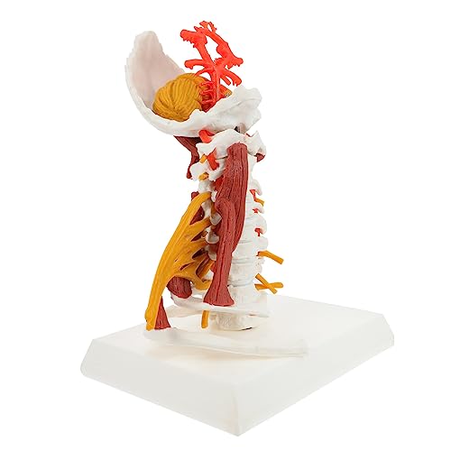 JECOMPRIS Skelett Skelettmodell Anatomie Halswirbelmodell Halswirbel Ausstellungsmodell Biologie Halswirbelmodell Menschliches Halswirbelmodell Zeigen Halswirbelsäulenmodell Pvc von JECOMPRIS