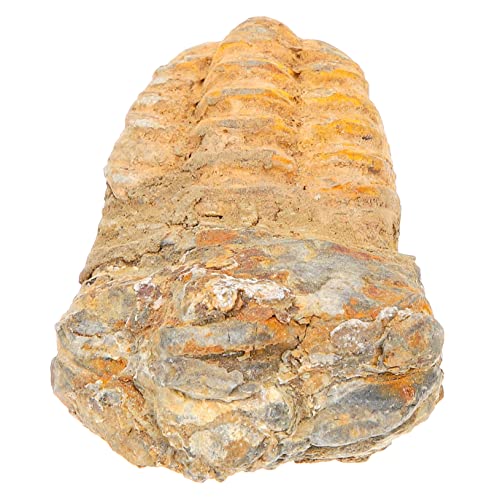 JECOMPRIS Trilobit-exemplar Marokko Trilobit Echtes Ausgrabungsset Paläontologie-set Lehrmittel Für Schüler Klassenzimmer- von JECOMPRIS