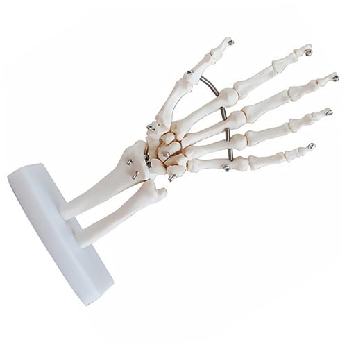 JECOMPRIS handgelenk modell Skelett Hand Haarnadel gemeinsam artikuliert für Hand joint model Hand skeleton model werkzeug Handskelett mit Gelenkmodell menschliches handgelenkmodell PVC Weiß von JECOMPRIS