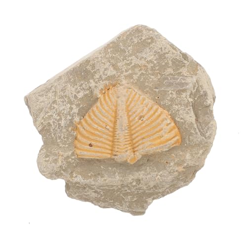 Trilobiten- Fernglas Trilobiten-sammlung Trilobit-probe Gliederfüßer Advent Modell Exemplare Trilobiten-skelett-display Wissenschaft Uralte Kreatur Auto JECOMPRIS von JECOMPRIS