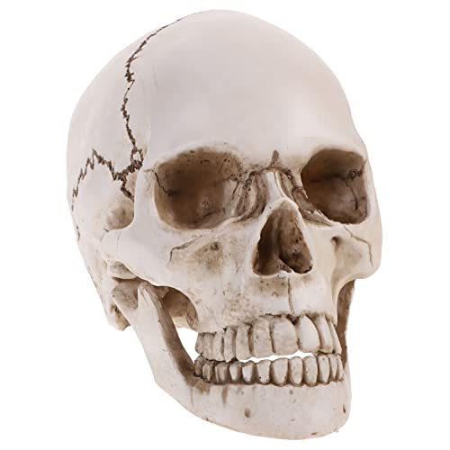 JEWEDECO 1 Menschliches Schädelmodell Aus Harz Anatomische Nachbildung Für Medizinische Lehre Ideal Für Halloween Dekoration Und Skelett Displays Detailreiche Gestaltung von JEWEDECO