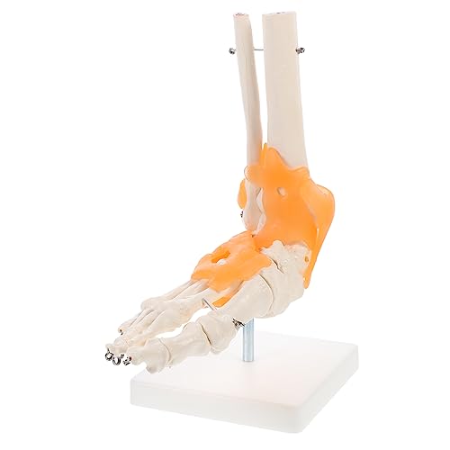 JEWEDECO 1Stk Mannequin menschliches Fußskelettmodell Menschliches Fußgelenkmodell Anatomisches Modell Fußgelenk Skelettmodell Fuß werkzeug Lehrmittel für Ärzte Fußgelenkmodell auf Sockel von JEWEDECO