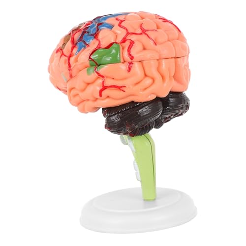 JEWEDECO 1stk Experimentelle Lehrmedizin Anatomie 3d-modell Wissenschaftliches Menschliches Gehirn Männchen Körper Puzzle-spielzeug Gehirnspielzeug Gehirnmodell Lernen Gehirnmodelle Pvc von JEWEDECO