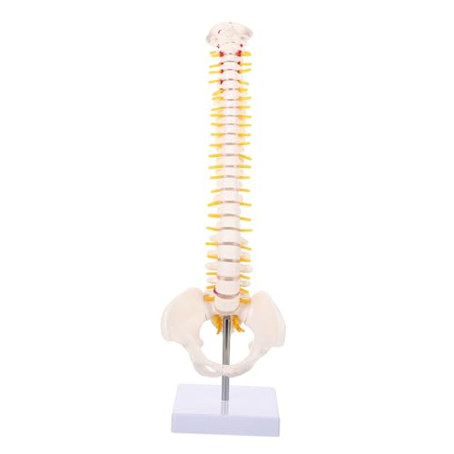 JEWEDECO 1stk Wirbelsäulenmodell Modell Der Lendenwirbelsäule Demonstrationsmodell Der Wirbelsäule Anatomisches Skelett Menschliches Skelettmodell Anatomiemodell Männchen Körper Weiß Pvc von JEWEDECO