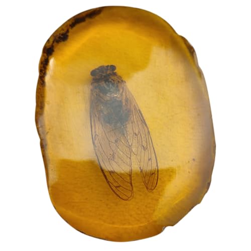 JEWEDECO Bernstein Insekten Exemplar, Bernstein Stein Exemplar, Einzigartige Steine, Insekten Probe, Stein Insekten Exemplar, Insekten, Wohndekor, Bernstein Schmuck, Insekt, Bernstein JEWEDECO Bernstein Insekten Exemplar, Bernstein Stein Exemplar, Einzigartige Steine, Insekten Probe, Stein Insekten Exemplar, Insekten, Wohndekor, Bernstein Schmuck, Insekt, Bernstein von JEWEDECO