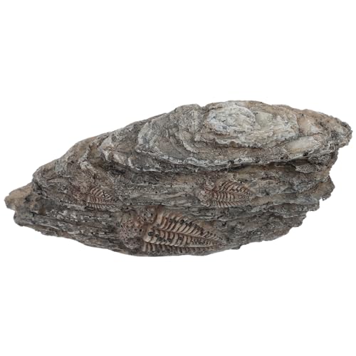 JEWEDECO Fossiles Exemplar Trilobiten-exemplardekor Paläontologisches Exemplar Trilobiten-ornament Trilobit Zur Dekoration Trilobit-dekoration Paläontologisches Trilobitenexemplar Harz von JEWEDECO