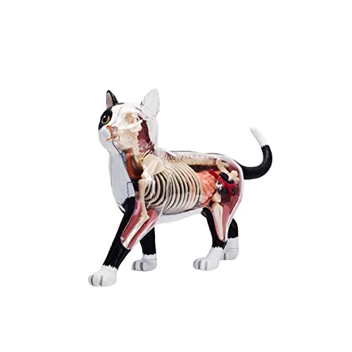 JILLIAN Anatomisches Modell für Tiere, 4D, Katze, Intelligenz, Spielzeug, Unterricht, Anatomie-Modell, Basteln, beliebte wissenschaftliche Geräte von JILLIAN